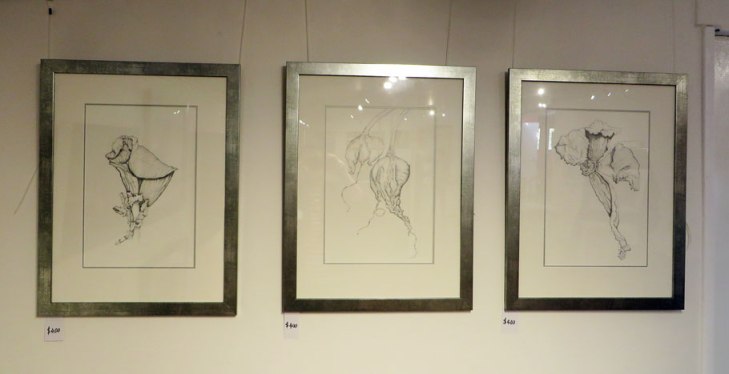 Pencil drawings, exaggerated flower and pod forms