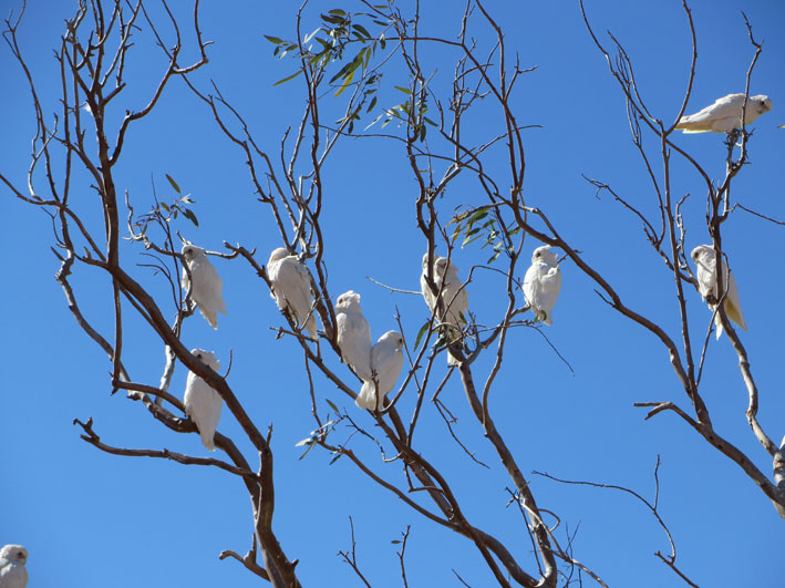 corellas