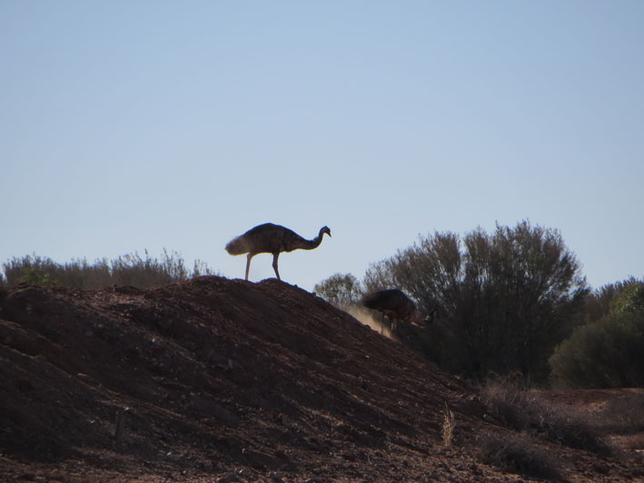 emus