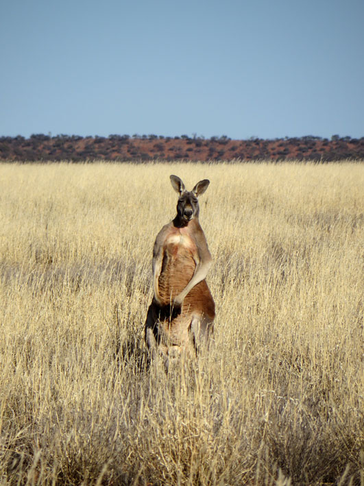 kangaroo