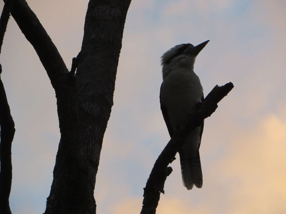 kookaburraweb