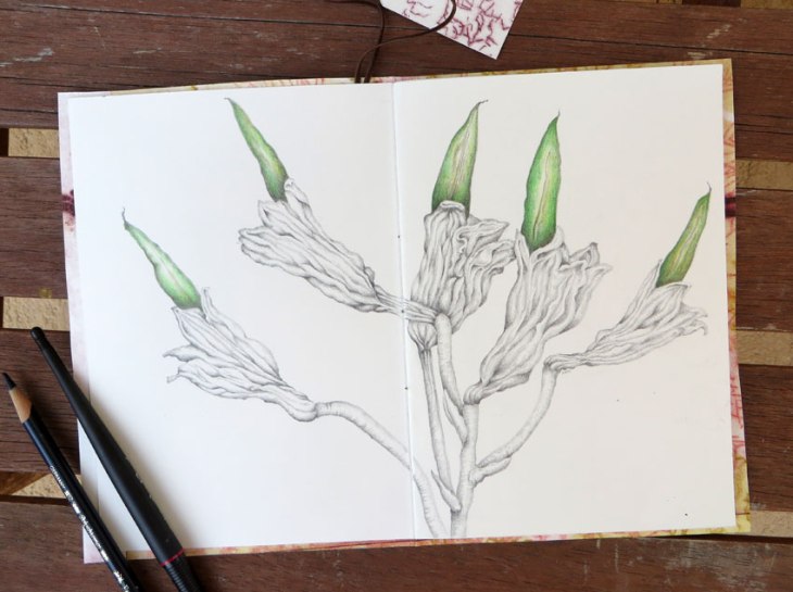 My double page spread of the seedpods popping through the dried petals.